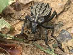 Brachycerus