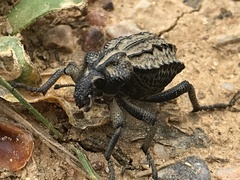 Brachycerus