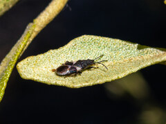 Oxycarenus luctuosus