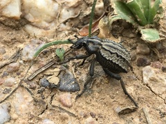Brachycerus