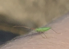 Trigonotylus caelestialium