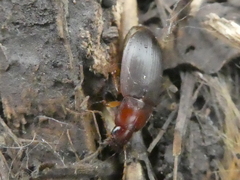 Calathus ruficollis
