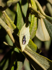 Oxycarenus luctuosus