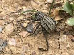 Brachycerus