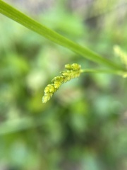 Cyperus iria