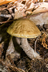 Leccinellum pseudoscabrum