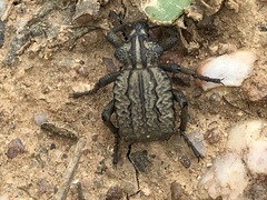 Brachycerus