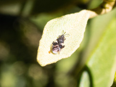 Oxycarenus luctuosus