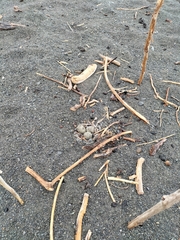 Charadrius bicinctus