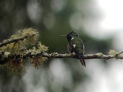 Calliphlox amethystina