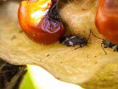 Oxycarenus luctuosus