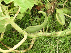 Ibicella lutea
