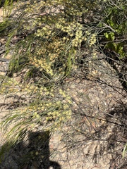 Acacia cognata