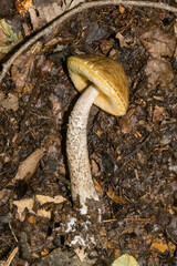 Leccinellum pseudoscabrum