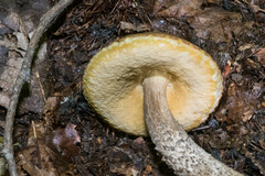Leccinellum pseudoscabrum