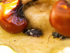 Oxycarenus luctuosus