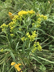Solidago riddellii