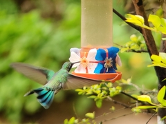 Colibri serrirostris