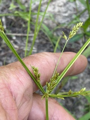 Cyperus iria