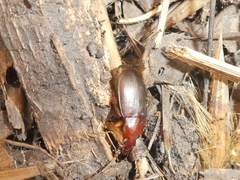 Calathus ruficollis