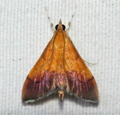 Pyrausta bicoloralis