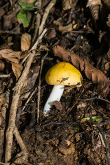 Russula claroflava