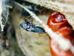 Oxycarenus luctuosus