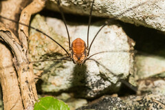 Leiobunum limbatum