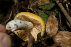 Russula claroflava