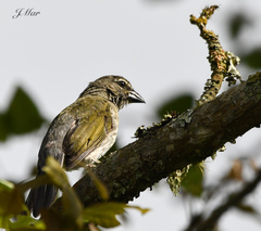 Saltator striatipectus