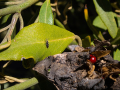 Oxycarenus luctuosus