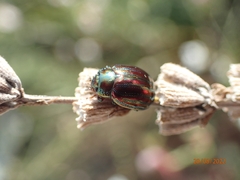 Chrysolina americana
