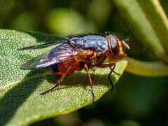 Oestroidea
