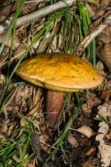 Suillellus luridus