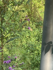 Vernonia noveboracensis