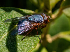 Oestroidea