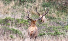 Cervus canadensis nannodes