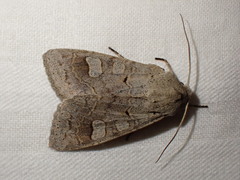 Ammoconia caecimacula