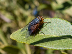 Oestroidea