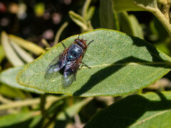 Oestroidea