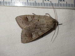 Ammoconia caecimacula