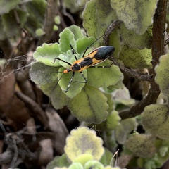 Zelus longipes