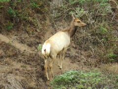 Cervus canadensis nannodes