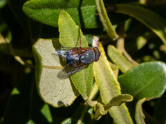 Oestroidea