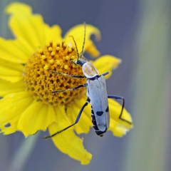 Chauliognathus misellus