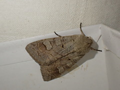 Ammoconia caecimacula