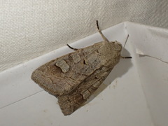 Ammoconia caecimacula