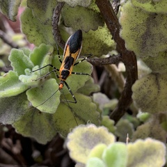 Zelus longipes