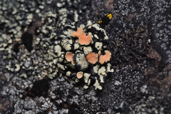 Rhizoplaca chrysoleuca