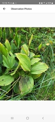 Cypripedium reginae